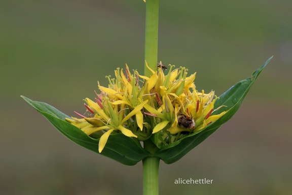 Gelber Enzian (Gentiana lutea)